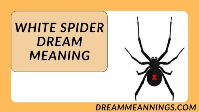 White Spider Dream Meaning