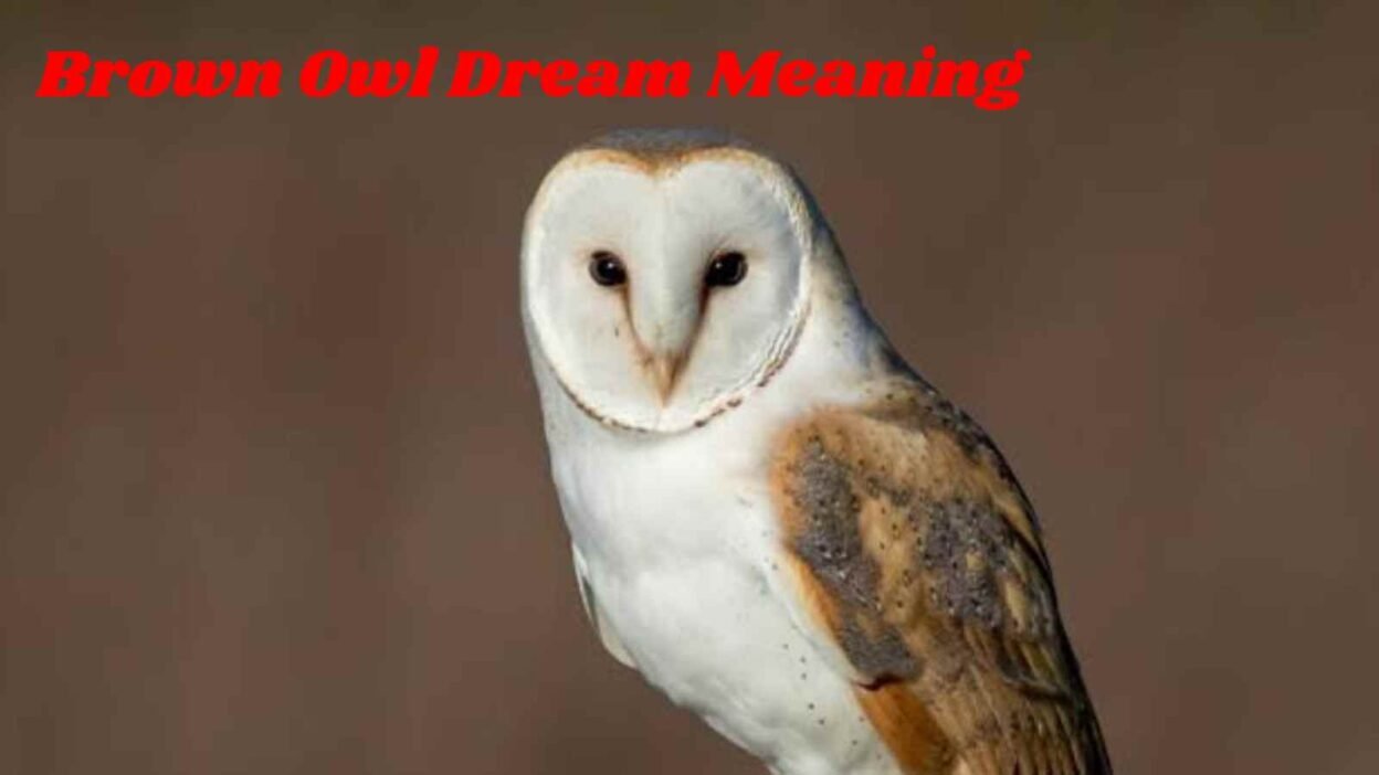 Brown Owl Dream Meaning