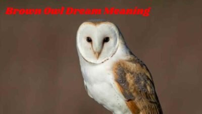 Brown Owl Dream Meaning