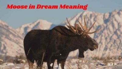 Moose in Dream Meaning