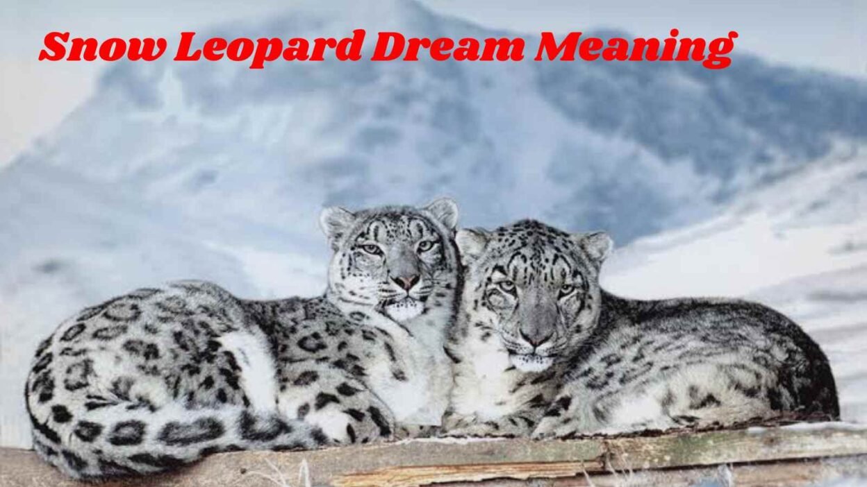 Snow Leopard Dream Meaning