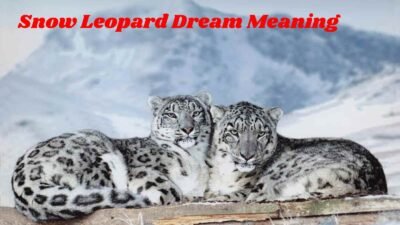 Snow Leopard Dream Meaning