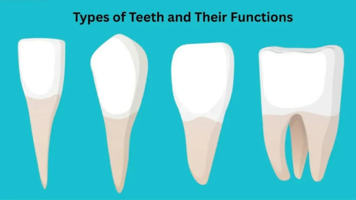 Teeth Dream Meaning